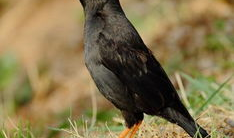 八哥爆料吃瓜视频,揭秘吃瓜视频背后的惊人真相